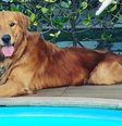 Churros, um cachorro da raça golden retriever de apenas 3 anos, foi morto a tiros no sábado, 9, em Guarapari, no Espírito Santo  Foto: Reprodução/Redes Sociais 