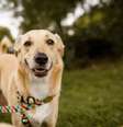 Assim como humanos, cachorros também podem virar vítimas da dengue  Foto: iStock