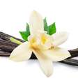 Flor de Baunilha  Foto: iStock