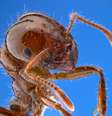 Nova espécie de formiga invasora chegou à Europa  Foto: Insects Unlocked, CC0, Wikimedia Commons