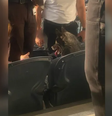 Cachorra foge de casa e é fotografada curtindo show de rock nos EUA  Foto: Reprodução/Redes Sociais 