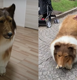 Cão "Toco", na verdade, é um humano  Foto: I want to be an animal