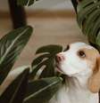 É importante escolher cuidadosamente as plantas, garantindo que sejam seguras para os cachorros  Foto: Ulrika Merk | Shutterstock / Portal EdiCase