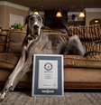 Zeus era considerado o cão macho mais alto do mundo pelo Guinness World Records  Foto: Divulgação/Guinness World Records