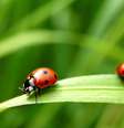 Se você já teve um sonho com uma joaninha, pode ter se perguntado o que ele tentou te dizer. Veja os significados de sonhar com joaninha! -  Foto: Shutterstock / João Bidu
