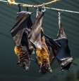 Rastreadores do vírus Nipah coletam amostras de morcegos e frutas na Índia  Foto: iStock