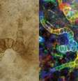 Cientistas descobrem uma das primeiras bactérias que cresceu no solo do planeta Terra (Imagem: Strullu-Derrien et al., 2023/iScience)  Foto: Canaltech