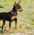 O pinscher miniatura é um tipo de cachorro bastante apegado ao tutor  Foto: Labrador Photo Video | Shutterstock / Portal EdiCase