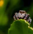 Grupo da Universidade Rice (EUA) levou o Ig Nobel de Engenharia Mecânica por trabalho de reanimar aranhas mortas  Foto: Erik Karits/Unsplash