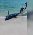 Tina Feuy e o marido Josh Fey encontraram tubarão encalhado em praia dos EUA  Foto: Reprodução/Redes Sociais 