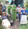 Família colhe cacho de banana com mais de 90 kg em SP  Foto: Reprodução/Jornal Tribuna