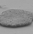 A Trichoplax adhaerens é a única espécie de toda a família de placozoários, divisão animal que surgiu há aproximadamente 800 milhões de anos (Imagem: Michael G. Hadfield/CC-BY-4.0)  Foto: Canaltech
