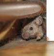 Saiba o que significa sonha com rato  Foto: iStock