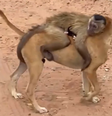 Macaco conhecido como 'Chico' sequestra animais no Piauí  Foto: Reprodução/O Dia