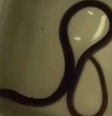 Moradora do DF encontra cobra dentro de vaso sanitário de casa  Foto: Reprodução/Redes Sociais