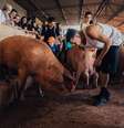 Foto tirada em uma visita ao Santuário Terra dos Bichos  Foto: Vegano Periférico/Nicole Zabukas