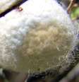 Vermes mutantes foram projetados com genes de aranha  Foto: Gerd A.T. Müller/Wikimedia Commons/Creative Commons Attribution-Share Alike 3.0 Unported