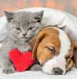 A idade é um fator de risco para problemas cardíacos em pets -  Foto: Shutterstock / Alto Astral