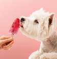 Os picolés ajudam a manter o cachorro hidratado e fresco no calor  Foto: DenisZav | Shutterstock / Portal EdiCase