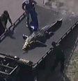 Mulher é devorada por crocodilo nos EUA  Foto: Reprodução/BBC