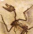 É raro que penas e suas proteínas fiquem preservadas em fósseis de dinossauro — na foto, impressões de penas de microrraptor em uma preservação excepcional (Imagem: Hiroshi Nishimoto/Flickr/CC-BY-2.0)  Foto: Canaltech
