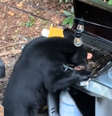 Urso invade piquenique e come 'churrasco' em parque dos EUA; vídeo  Foto: Reprodução