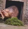 Hipopótamo ataca cuidador em zoológico da China   Foto: Reprodução/Redes Sociais 