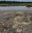 Peixes mortos são vistos no lago Piranha, afetado pela seca do Rio Solimões em Manacapuru (AM) (Foto de 29/09/2023)  Foto: REUTERS/Bruno Kelly