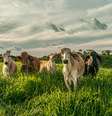Grupo de vacas no campo da pecuária com nuvens durante o nascer do sol  Foto: Foto: Istock