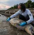 Pesquisadores fazem medição e coleta de tecidos de botos mortos em lago no município de Tefé, no Amazonas. Para o ICMBio, há indícios de que a seca prolongada e a temperatura elevada na região possa ter causado as mortes dos animais  Foto: Miguel Monteiro/Instituto Mamirauá / BBC News Brasil