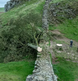 Jovem de 16 é apreendido suspeito de estar envolvido em derrubada de árvore de mais de 200 anos, na Inglaterra  Foto: Reprodução/BBC