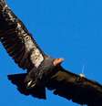 Condor já foi considerado extinto  Foto: Divulgação/San Diego Zoo