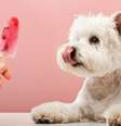 Veja como deixar seu animal mais confortável no calor - Shutterstock  Foto: Alto Astral