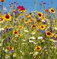 Veja como cuidar das flores típicas da primavera - Shutterstock  Foto: Alto Astral