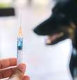 A vacinação é essencial para prevenir a raiva canina -  Foto: Shutterstock / Alto Astral