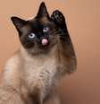 O gato siamês está entre as raças mais queridas pelos brasileiros  Foto: Nils Jacobi | Shutterstock / Portal EdiCase