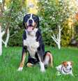 A disseminação de mentiras pode ter consequências prejudiciais para os pets e para as pessoas que cuidam deles  Foto: Elena Sherengovskaya | Shutterstock / Portal EdiCase