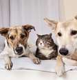 PetCenso 2023: saiba os nomes e raças mais comuns dos cães e gatos no Brasil  Foto: Aleksandr Zotov