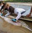 Resgate de botos em lago do Amazonas  Foto: Miguel Monteiro/ISDM