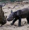 Filhote de rinoceronte-de-Sumatra nasceu no sábado, 30, na Indonésia  Foto: Reuters