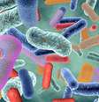 Microbiota intestinal  Foto: Imagem Image / iStock