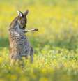 Canguru em uma posição que remete a um guitarrista  Foto: JASON MOORE/COMEDY WILDLIFE PHOTOGRAPHY AWARDS / BBC News Brasil