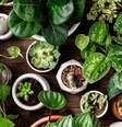 Veja as plantas que ajudam a atrair mais proteção -  Foto: Shutterstock / Alto Astral