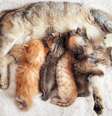 Gatas costumam ter gêmeos fraternos  Foto: Getty Images / BBC News Brasil