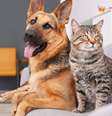 A obesidade é uma doença que pode prejudicar a saúde de cachorros e gatos  Foto: New Africa | Shutterstock / Portal EdiCase