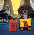 Para viajar com cachorro de suporte emocional, é preciso atenção a vários aspectos  Foto: Javier Brosch | Shutterstock / Portal EdiCase