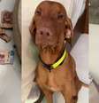 Tutora mostrou que, ao chegar em casa, encontrou o cachorro ao lado de notas de 200 e 500 rasgadas e espalhadas pelo chão.  Foto: Reprodução/TikTok