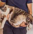 Obesidade em pets é perigosa e precisa de cuidados - Shutterstock  Foto: Alto Astral