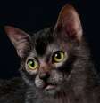O gato lykoi está entre as raças mais raras do mundo  Foto: Cicafotos | Shutterstock / Portal EdiCase