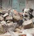 Cães são resgatados por ONG que busca reunir pets aos tutores  Foto: Divulgação/Let The Animals Live
